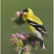 Bird of the week image