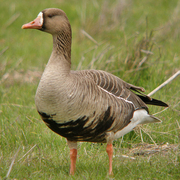 Adult. Note: orange legs and black marks on belly. Adult. Note: orange legs and black marks on belly.