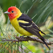 Male Male