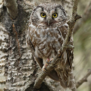 Adult Adult