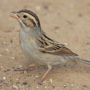 Adult nonbreeding. Note: buffy wash to flanks and back. Adult nonbreeding. Note: buffy wash to flanks and back.