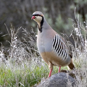Adult Adult