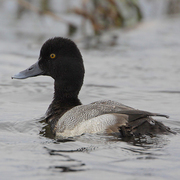 Male. Note: small nail on bill. Male. Note: small nail on bill.